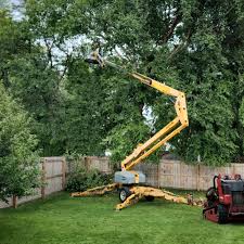 Best Tree Trimming and Pruning  in Cheboygan, MI