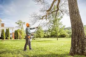 Best Fruit Tree Pruning  in Cheboygan, MI