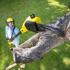 Best Sod Installation  in Cheboygan, MI