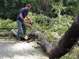 Best Commercial Tree Services  in Cheboygan, MI