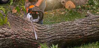 Best Firewood Processing and Delivery  in Cheboygan, MI