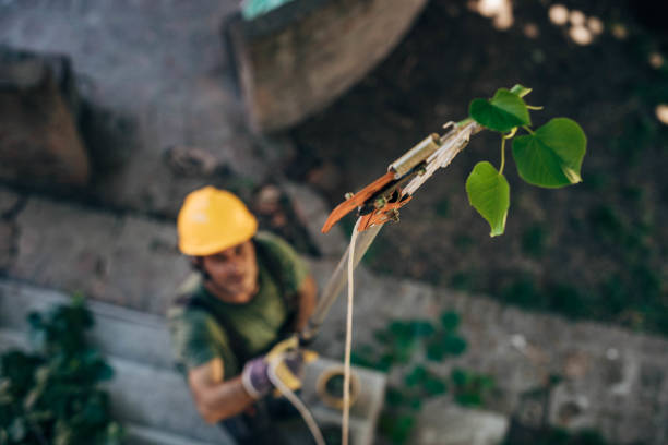 Tree and Shrub Care in Cheboygan, MI