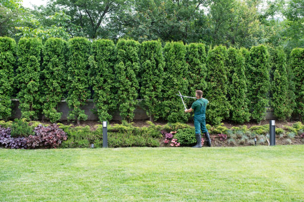 Best Pest Control for Lawns  in Cheboygan, MI