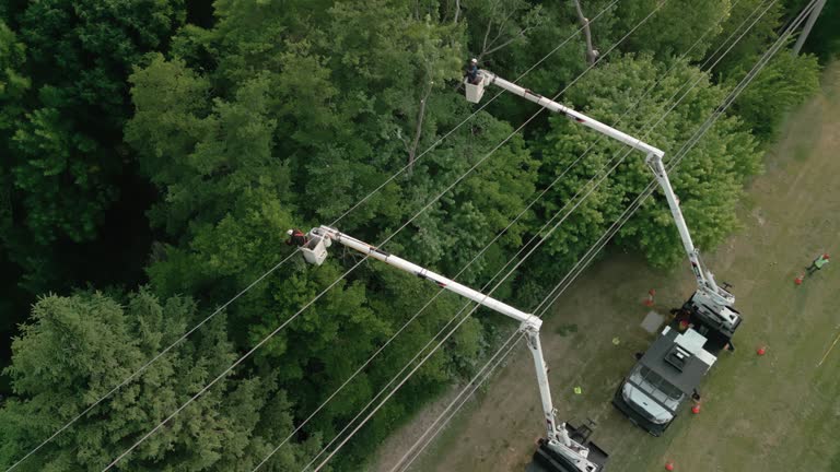 Best Storm Damage Tree Cleanup  in Cheboygan, MI