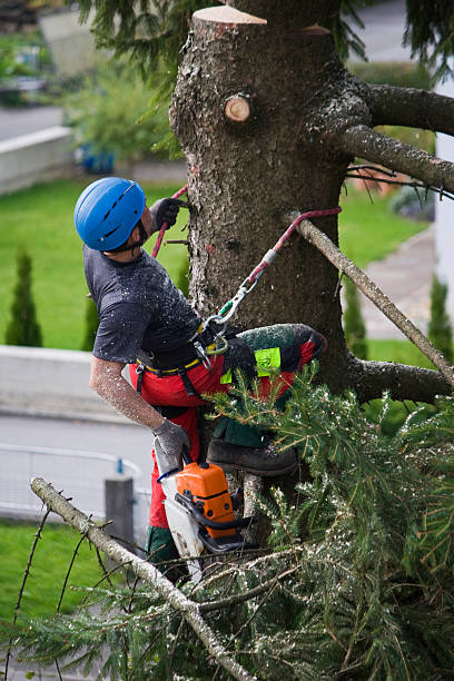 Best Lawn Mowing  in Cheboygan, MI