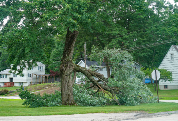 Best Lot and Land Clearing  in Cheboygan, MI