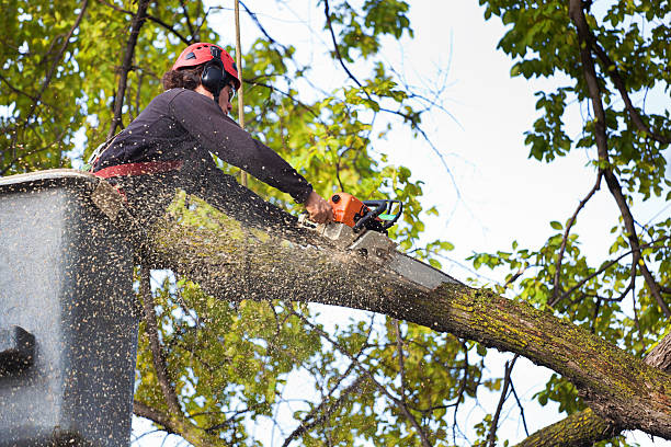 Best Emergency Tree Removal  in Cheboygan, MI