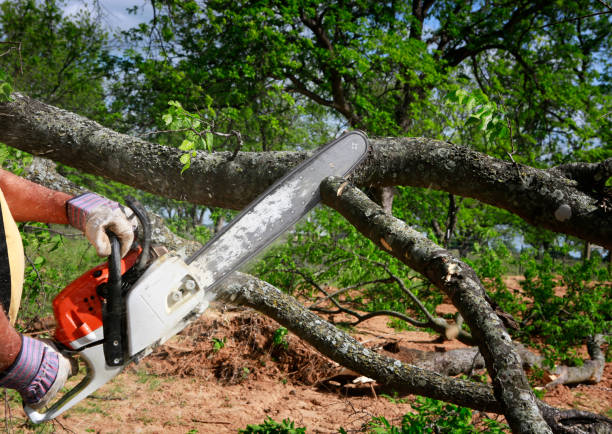 Best Tree and Shrub Care  in Cheboygan, MI