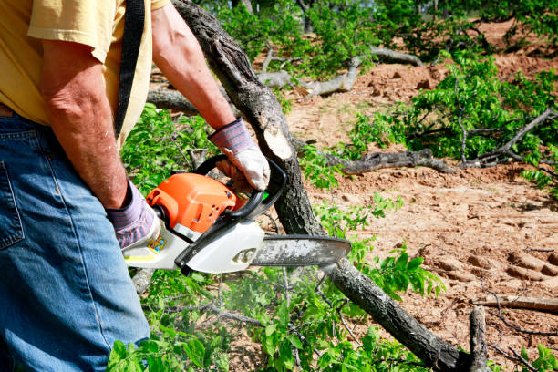 How Our Tree Care Process Works  in  Cheboygan, MI